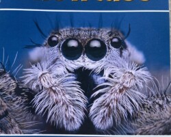 Sponsor the Youth Showcase PSA USA